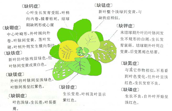 玉米的營養(yǎng)特性與缺素診斷