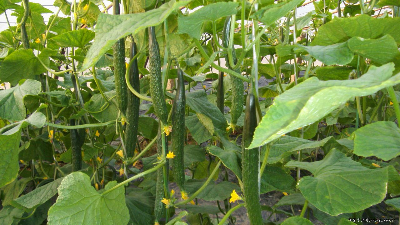 黃瓜施用水溶肥的好處 黃瓜施用水溶肥的好處