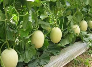 甜瓜水溶肥好處 甜瓜水溶肥好處