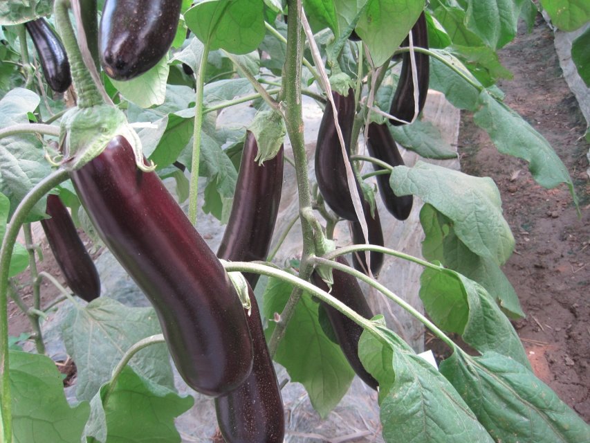 茄子水溶肥效果 茄子水溶肥效果