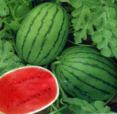 西瓜水溶肥效果 西瓜水溶肥效果