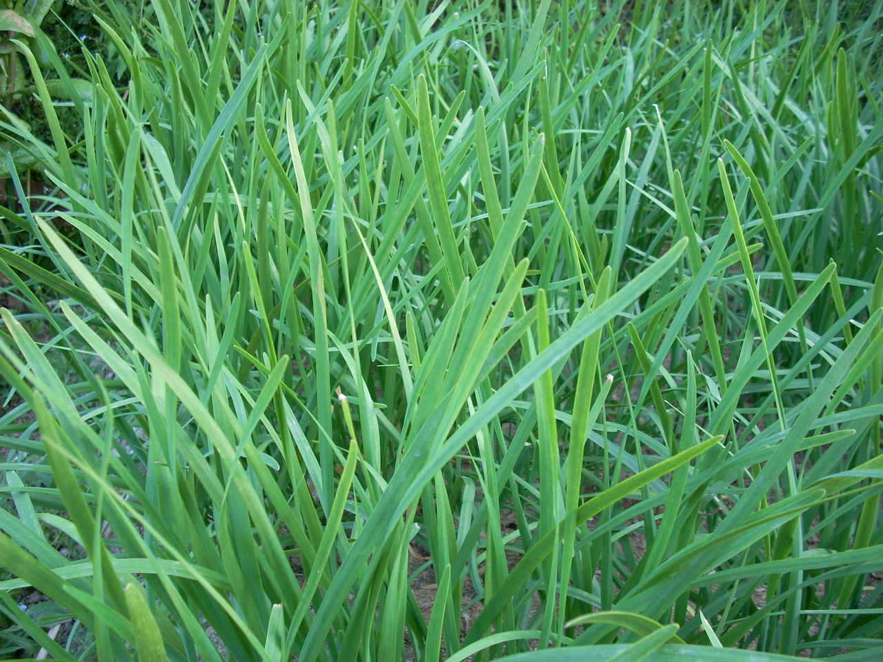 韭菜葉面肥效果 韭菜葉面肥效果