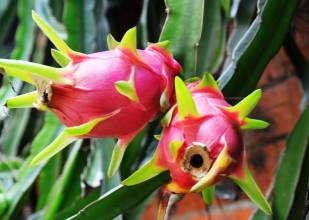 火龍果水溶肥效果 火龍果水溶肥效果