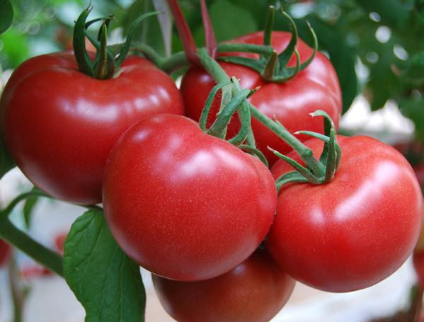 番茄水溶肥效果 番茄水溶肥效果