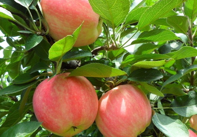 蘋果水溶肥效果 蘋果水溶肥效果