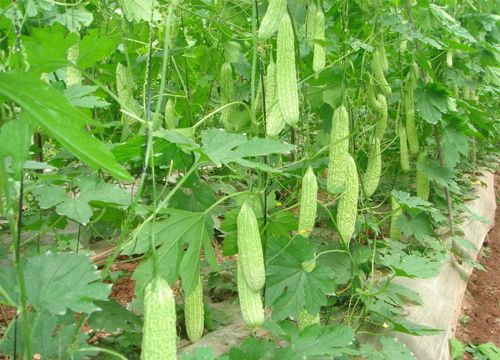 苦瓜水溶肥效果 苦瓜水溶肥效果