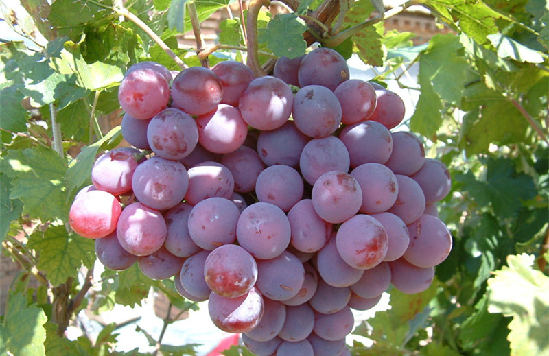 葡萄水溶肥好處 葡萄水溶肥好處