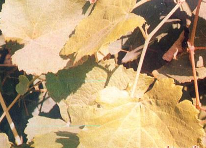 葡萄缺氮癥狀及補(bǔ)肥措施 葡萄缺氮癥狀及補(bǔ)肥措施