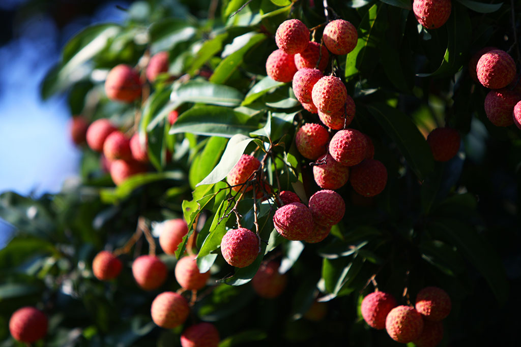 荔枝水溶肥效果 荔枝水溶肥效果