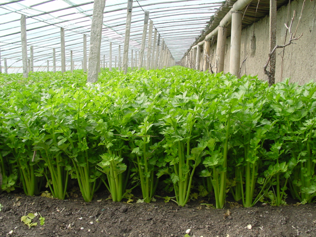 芹菜氨基酸水溶肥作用 芹菜氨基酸水溶肥作用