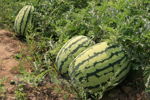 西瓜水溶肥作用 西瓜水溶肥作用