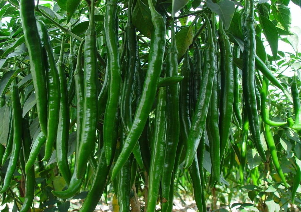 辣椒水溶肥作用效果 辣椒水溶肥作用效果