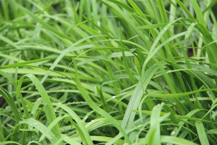 韭菜水溶肥效果 韭菜水溶肥效果