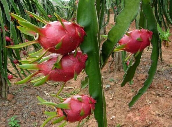 火龍果水溶肥作用 火龍果水溶肥作用