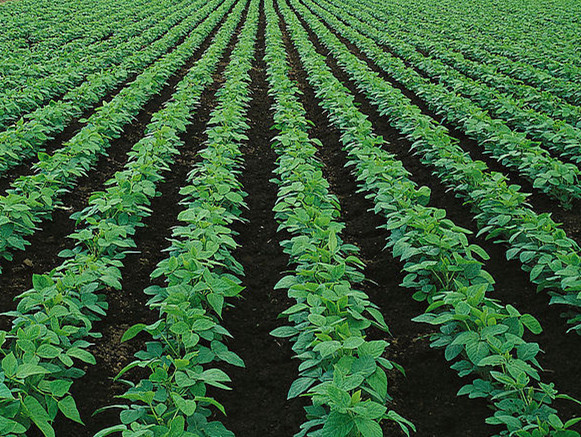 馬鈴薯水溶肥效果 馬鈴薯水溶肥效果