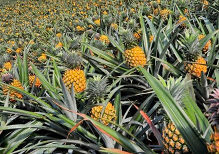 菠蘿水溶肥哪個好 菠蘿水溶肥哪個好