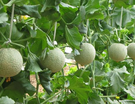 甜瓜水溶肥好處 甜瓜水溶肥好處