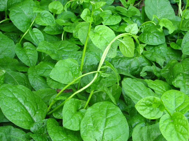 木耳水溶肥作用 木耳水溶肥作用