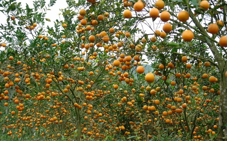 橙子水溶肥好處 橙子水溶肥好處