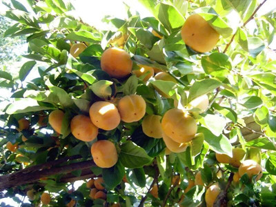 柿子水溶肥作用 柿子水溶肥作用