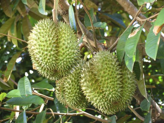 榴蓮水溶肥好處 榴蓮水溶肥好處