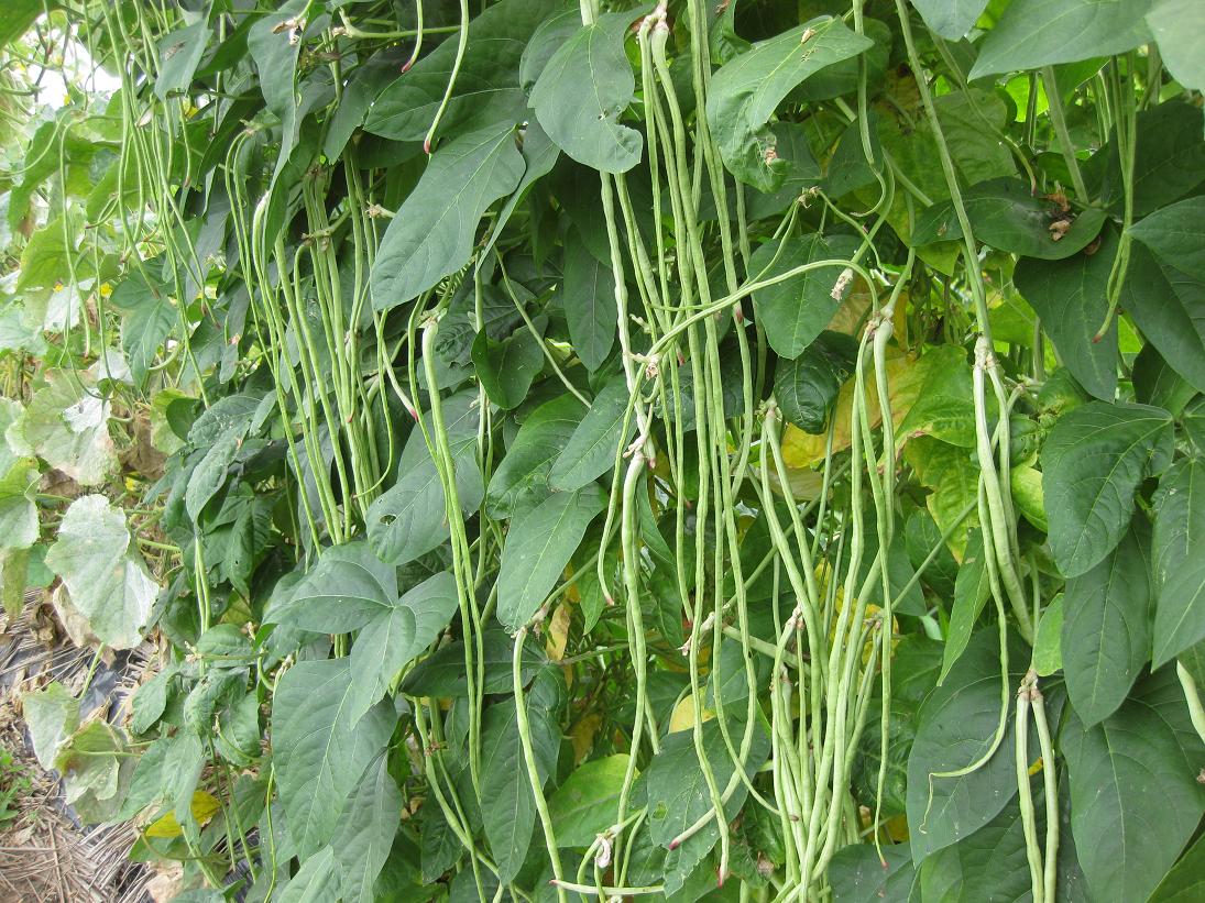 豆角氨基酸水溶肥作用 豆角氨基酸水溶肥作用