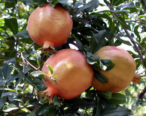 石榴水溶肥效果 石榴水溶肥效果