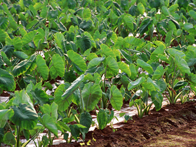 芋頭水溶肥作用 芋頭水溶肥作用
