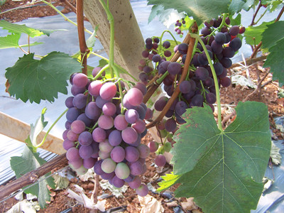 葡萄著色不好的圖片 葡萄著色不好的圖片