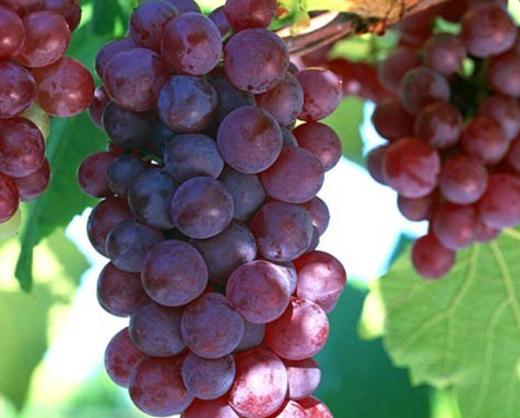 葡萄使用水溶肥后的效果 葡萄使用水溶肥后的效果