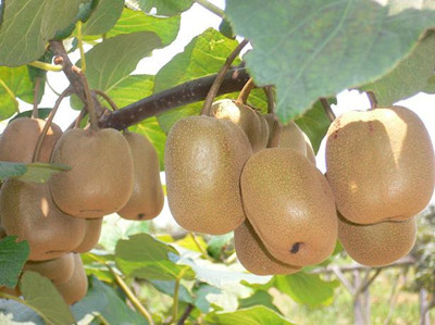 獼猴水溶肥作用 獼猴水溶肥作用