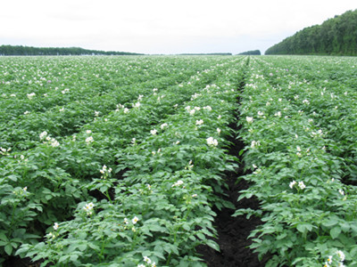 土豆水溶肥好處 土豆水溶肥好處