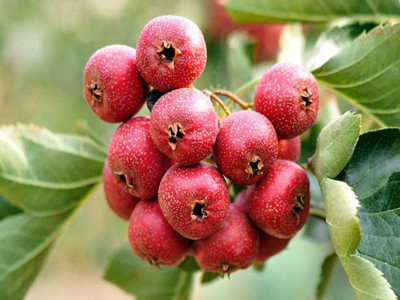 山楂水溶肥好處 山楂水溶肥好處