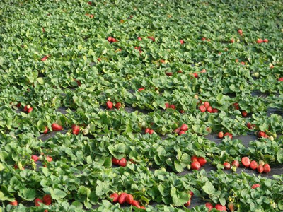 草莓水溶肥優(yōu)勢 草莓水溶肥優(yōu)勢