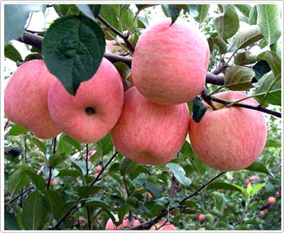 蘋果水溶肥好處 蘋果水溶肥好處