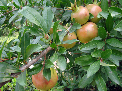 石榴水溶肥好處 石榴水溶肥好處