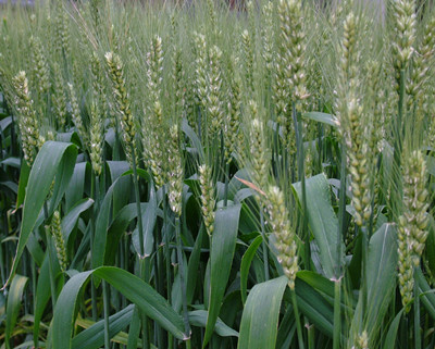 小麥水溶肥作用 小麥水溶肥作用