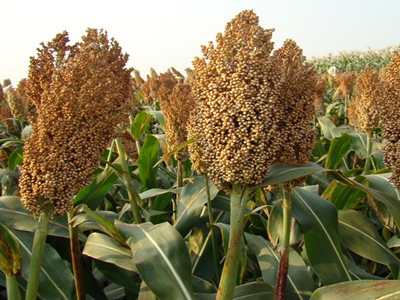 高粱氨基酸水溶肥好處 高粱氨基酸水溶肥好處