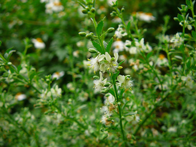 甘草水溶肥作用 甘草水溶肥作用