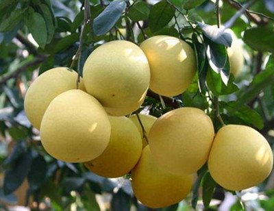 柚子腐殖酸水溶肥 柚子腐殖酸水溶肥