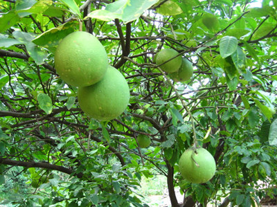 柚子水溶肥作用 柚子水溶肥作用
