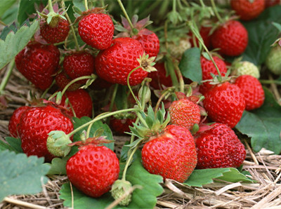 草莓水溶肥好處 草莓水溶肥好處