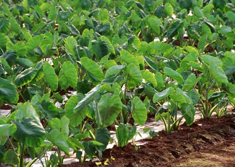芋頭水溶肥作用 芋頭水溶肥作用
