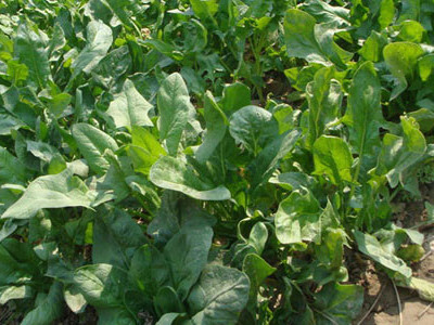 菠菜水溶肥好處 菠菜水溶肥好處