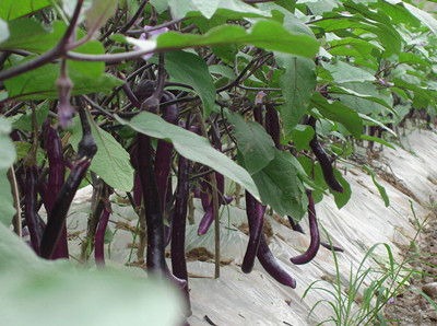 茄子水溶肥好處 茄子水溶肥好處