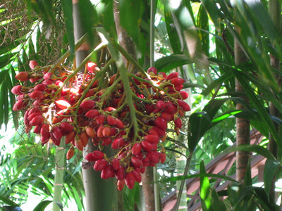 檳榔水溶肥好處 檳榔水溶肥好處