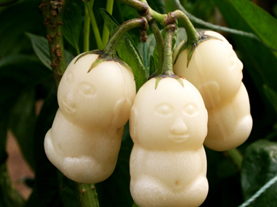 人參水溶肥作用 人參水溶肥作用