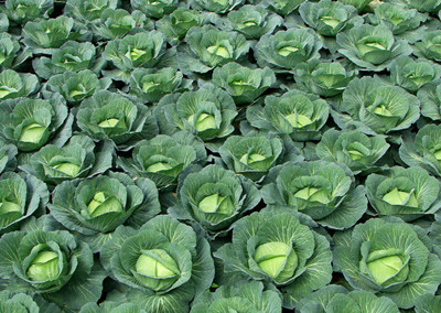 卷心菜水溶肥好處 卷心菜水溶肥好處