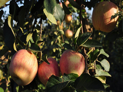 蘋果腐殖酸水溶肥好處 蘋果腐殖酸水溶肥好處