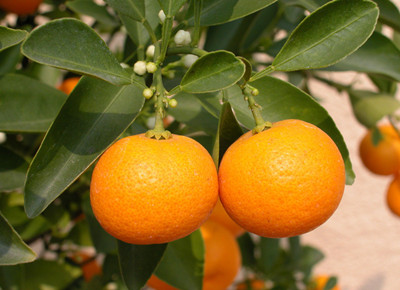 金桔葉面肥作用 金桔葉面肥作用